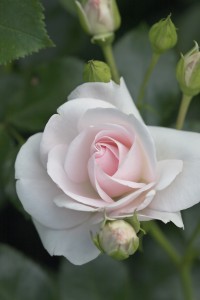 SPECIAL CHILD (floribunda)